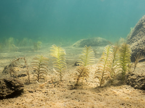 Claspingleaf pondweed (Potamogeton perfoliatus) aquatic plant underwater.