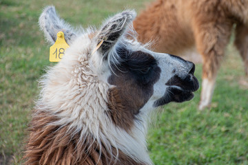 Obraz premium Animal del norte Llama