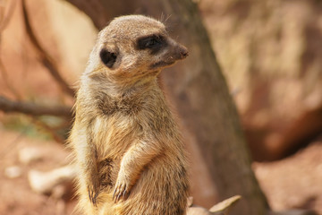 Fototapeta premium A cute meerkat on the lookout
