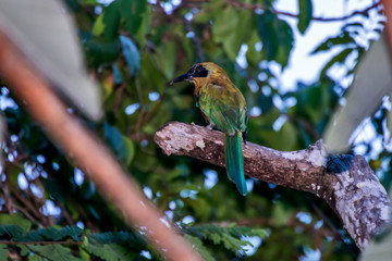 Bird photographed in Linhares, Espirito Santo. Southeast of Brazil. Atlantic Forest Biome. Picture made in 2015.