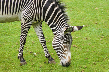 Fototapeta na wymiar A zebra eating grass