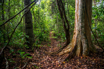 Forest photographed in Linhares, Espirito Santo. Southeast of Brazil. Atlantic Forest Biome. Picture made in 2015.