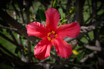 Obraz premium Flor roja