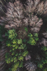 Drzewa w lesie © Groosheck