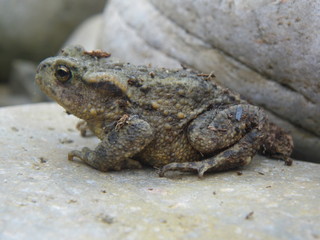 A toad covered in debris