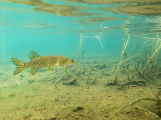 Nordic pike swimming in shallow water with surface reflection