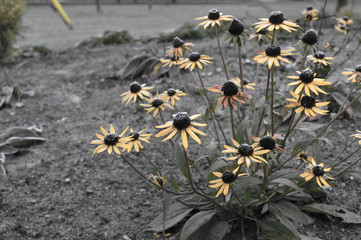 Black-Eyed Susans enduring the frosty chill of the coming winter