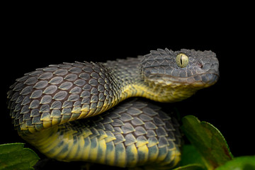 Male Variable Bush Viper Snake (Atheris squamigera) Black Variation