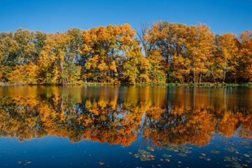 Autumn river bank with orange beech leaves