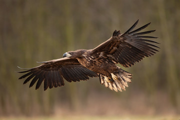 white tailed eagle, haliaeetus albicilla, Europe nature