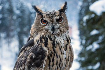 European eagle owl close up.
