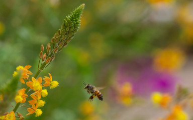 Abeja volando hacia unas flores amarillas.