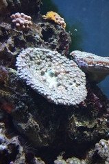 Coral in the Berlin Aquarium, Germany