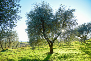 olive tree in the light of sunset. Umbria Italy