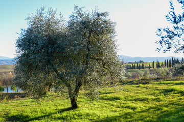 Fototapeta na wymiar olive tree in the light of sunset. Umbria Italy