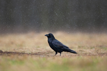 common raven, corvus corax, northern raven