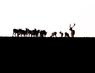 Follow deer (Dama dama) from romanian wilderness