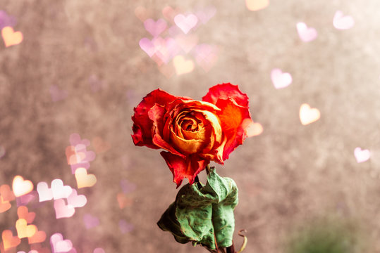 Dried orange rose,beautiful faded flower as a symbol of broken heart, heart bokeh