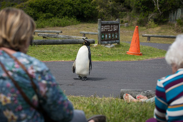 People watching a young King Penguin settled in Buffels bay in Cape point South Africa for molting possible due to climate change or migration patterns.