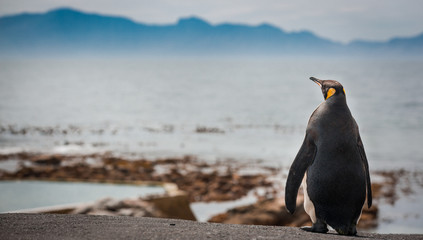 People watching a young King Penguin settled in Buffels bay in Cape point South Africa for molting possible due to climate change or migration patterns.
