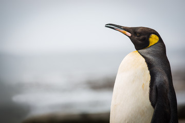 People watching a young King Penguin settled in Buffels bay in Cape point South Africa for molting possible due to climate change or migration patterns.