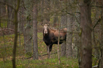 Naklejka na ściany i meble moose, elk, Alces alces, Poland nature