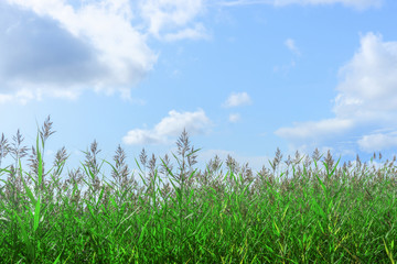 Fresh spring background with a frame of coastal grass on a blue sky. Copy space, place for text.