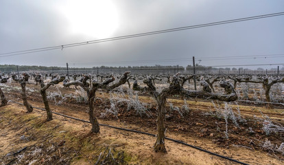 Fototapeta na wymiar Frosts and mists in vineyards and vines Frosts and mists in vineyards and vines