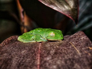 Small frog sleeping on a brown leaf in Costa Rica near Arenal Volcano