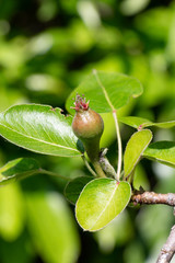 Little pear ripening on a pear tree in an orchard