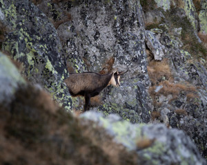 Chamois, Rupicapra rupicapra in Retezat National Park from Romania, Europe