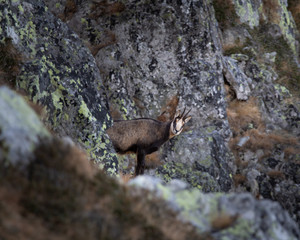 Fototapeta na wymiar Chamois, Rupicapra rupicapra in Retezat National Park from Romania, Europe