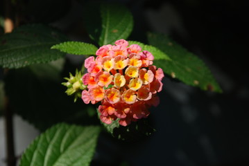 Pink and yellow flower