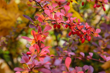 The red barberry bush in the fall. Branch of the barberry plant in autumn.
