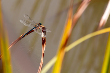 Dragonfly