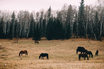 Outdoors wild horses 
