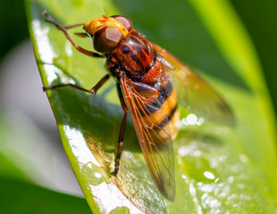 Hornet Mimic Hover Fly