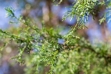 In the forest, abstract green cedar tree branches, tall trees and blue bokeh sky background ~EVERGREEN~