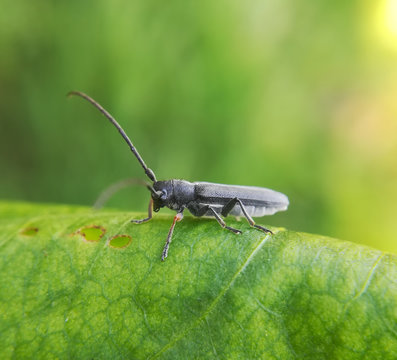 Umbellifer longhorn beetle, Phytoecia cylindrica