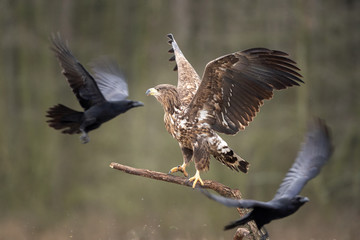 white tailed eagle, haliaeetus albicilla, Europe nature