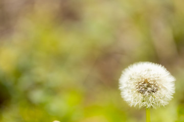 dandelion in grass