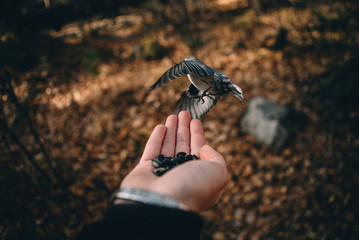 Little wild bird eat from woman hands