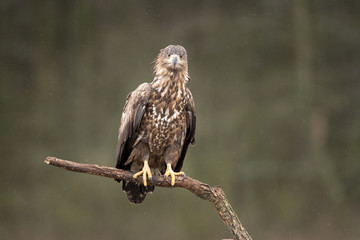 white tailed eagle, haliaeetus albicilla, Europe nature