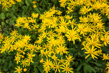 A lot yellow flowers, above view.