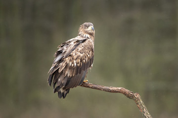 white tailed eagle, haliaeetus albicilla, Europe nature
