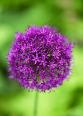 Beautiful summer purple flowers of giant onion growing in the spring garden. Nature background. Selective soft focus. (Allium giganteum)