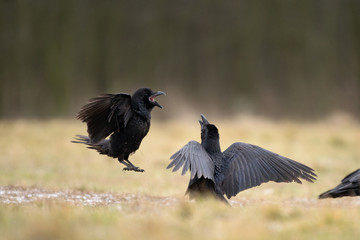common raven, corvus corax, northern raven