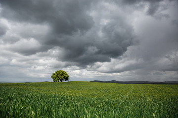 Lonely tree in field. Minimal landscape.