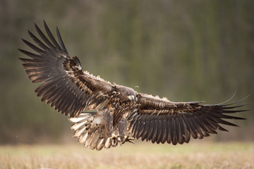 white tailed eagle, haliaeetus albicilla, Europe nature