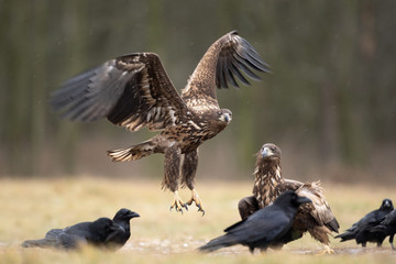 white tailed eagle, haliaeetus albicilla, Europe nature